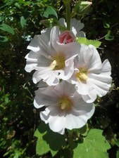 Hollyhock Alcea x 30 Ice Pink