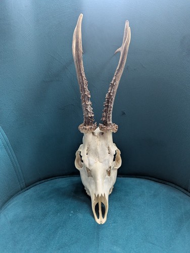Skull roe deer antlers - roe,