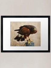 Harris Hawk Framed Art Print