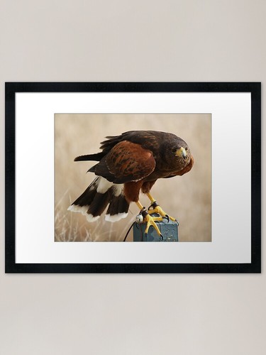 Harris hawk framed art print - harris,