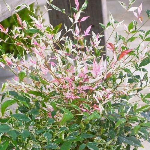 Nandina twilight heavenly - nandina,