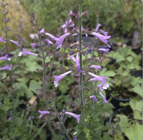 Salvia scabra good hope - salvia,