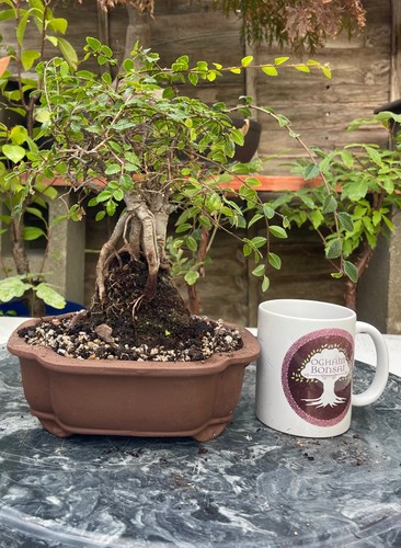 Chinese elm bonsai - , tree