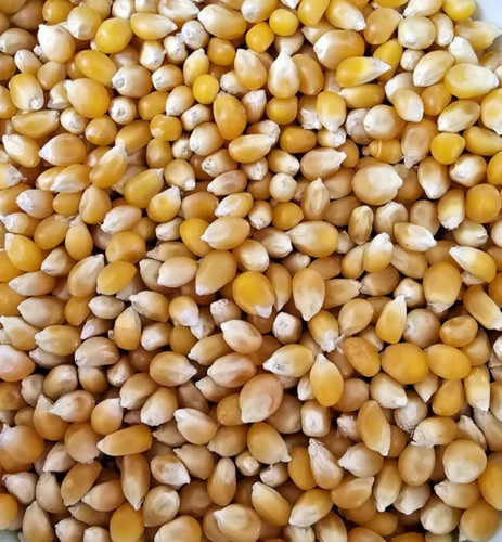 Popcorn 5kg kernels - 1.5kg, seeds