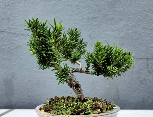 Yew bonsai tree - yew,