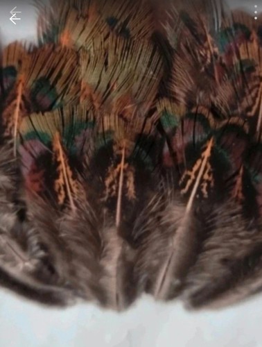 Beautifull brown plumage - brown,