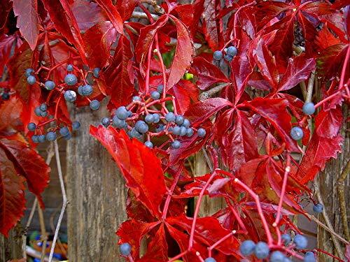 Smartme virginia creeper - smartme,