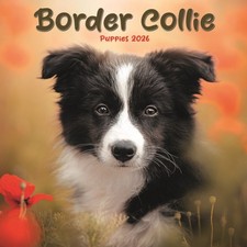 Border Collie Puppies Square