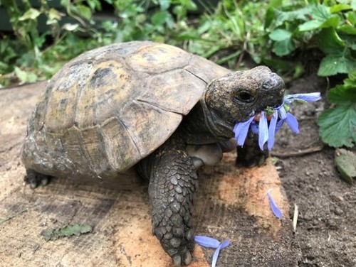 Large bag tortoise food mix - bag,