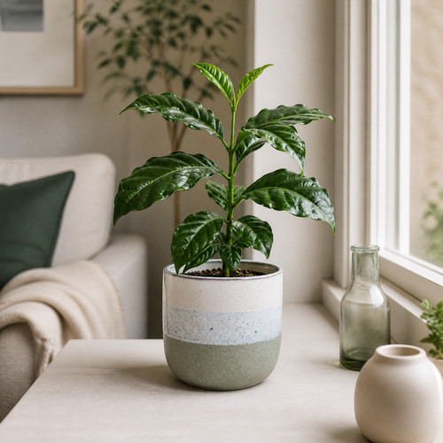 Coffee arabica indoor - indoor,
