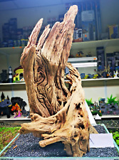 XL  Mangrove Wood Driftwood bogwood Fish Tank Aquarium Terrarium Root not mopani