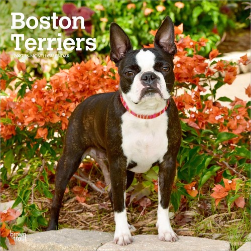 Boston terriers 2027 calendar - terriers,