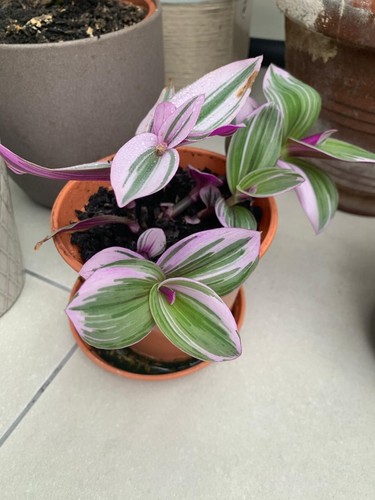 Pink tradescantia nanouk - х,