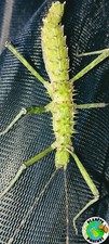 Spinohirasea/Extatosome/Phyllium/...eggs phases/phasmids/Phasmids/stick insect