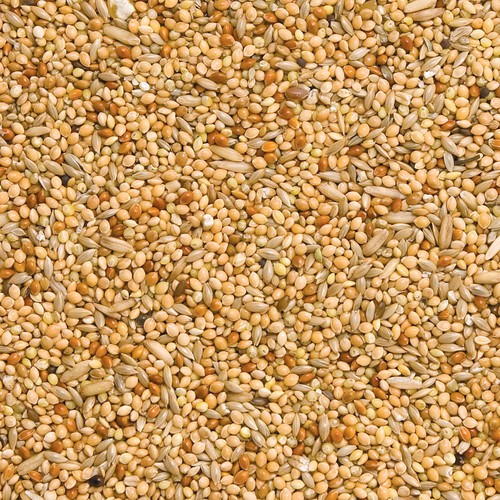 Budgie mix high - budgie,