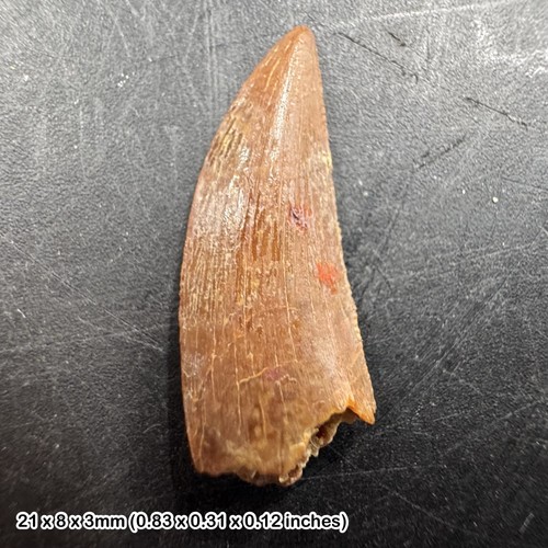 Genuine raptor dinosaur tooth