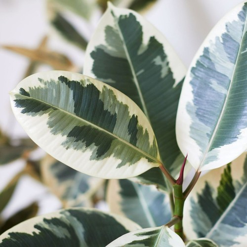 Ficus elastica tineke - ficus, 12cm