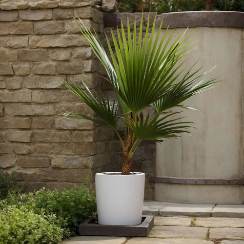 Giant hardy mexican fan palm - hardy,