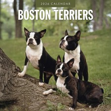 Boston Terriers 2026 Square