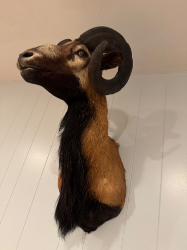 Corsican ram taxidermy - ram,