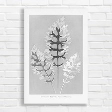 Vintage Botanical Cineraria