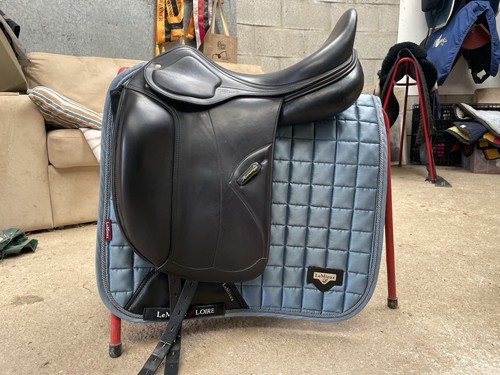 Amerigo pasubio dressage - amerigo,