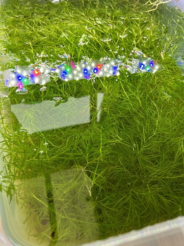 Sale guppy grass - grass,