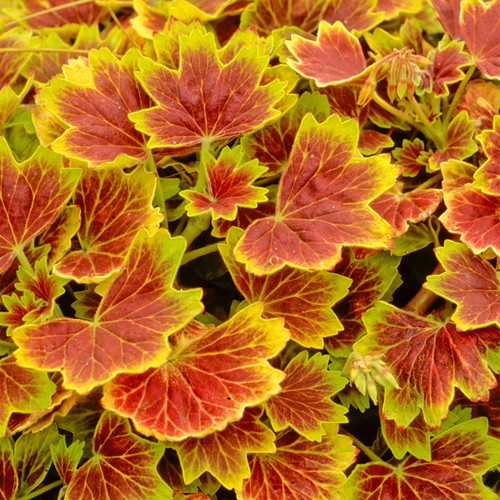 Geranium variegated vancouver - variegated,