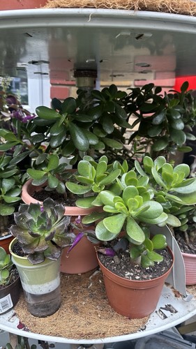 Beautiful jade plant pot - jade, in