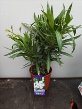 Nerium oleander white - 2l,