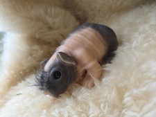 Silicone Full Body Skinnypig /