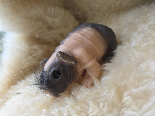 Silicone full body skinnypig - silicone,