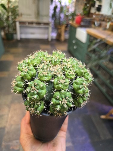 Chin cactus - cactus, (gymnocalycium)