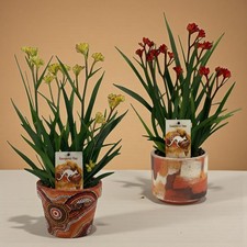 Kangaroo Paw Beauty Plant in