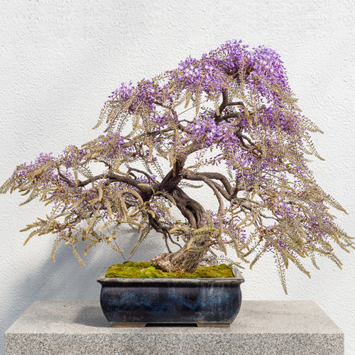 Purple wisteria bonsai tree - wisteria,