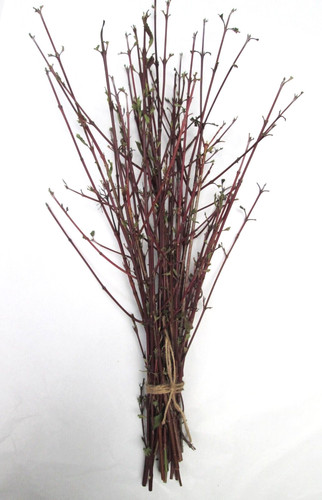 Natural bunch native - native, dogwood