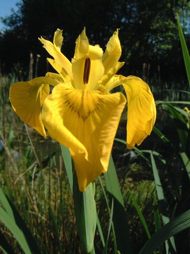 Plants suitable for lakes - suitable,