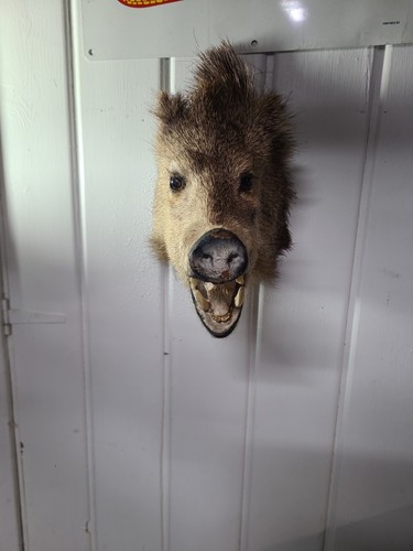 Javelina head taxidermy wall - javelina,