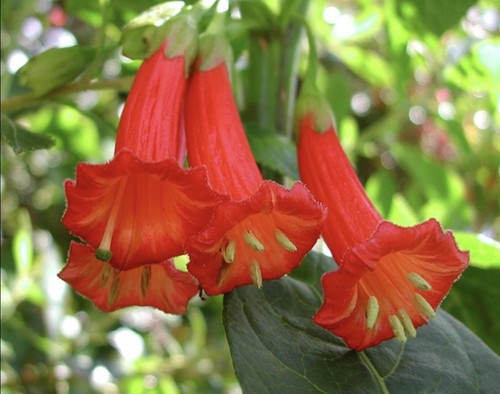 Iochroma fuchsioides rare - iochroma, fuchsioides,