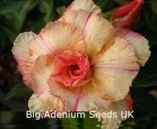 100 x Adenium Obesum, Siam