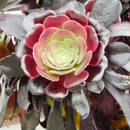Aeonium velour 7cm cutting - velour,