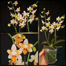 Rare Phalaenopsis Mini Mark