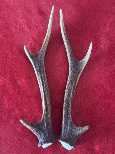 Pair sika deer antlers - sika,