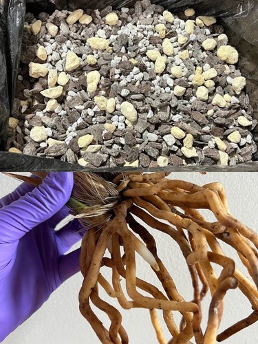 Premium potting mix ready - premium,