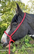 ROPE HALTER HEAVY DUTY 14MM POLY MIX  BLUE RED BLACK, ONE SIZE *FREE POSTAGE*