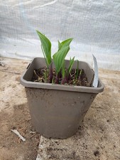 Hosta Red Cadet 2L