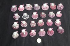 25 'Mantle Scallop' seashells