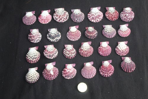 Mantle scallop seashells - scallop',