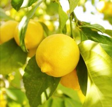 Lemon tree citrus - tree, x