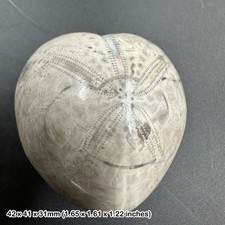 Polished micraster echinoid fossil – genuine cretaceous sea urchin from